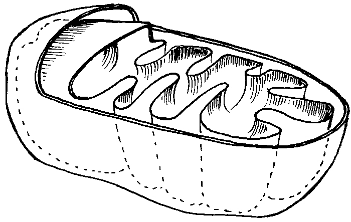 QGEN - Mitochondriální DNA